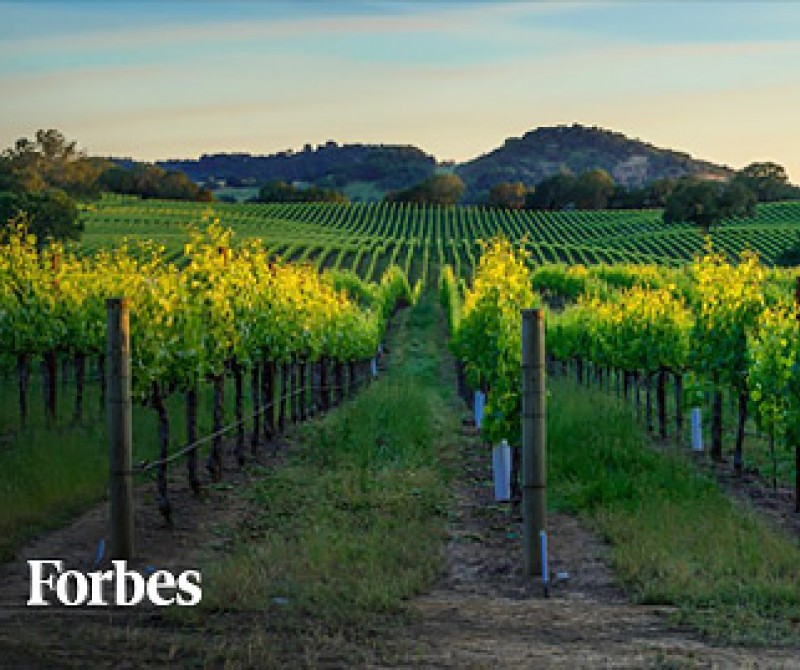 view of vineyard
