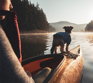 amenities quad dog on the front of a kayak