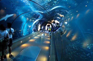 aquarium with people walking through tunnel