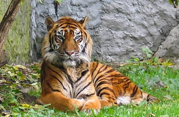 Tiger laying on grass