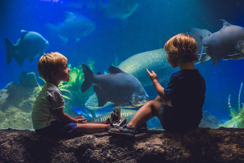 aquarium kids