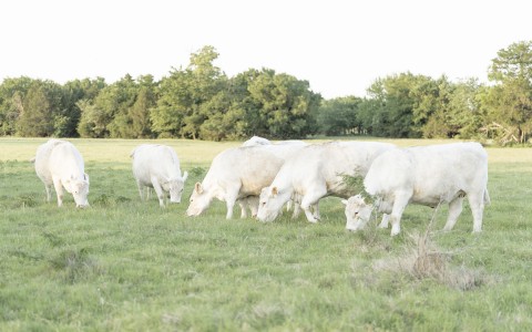 five cows in a grass field
