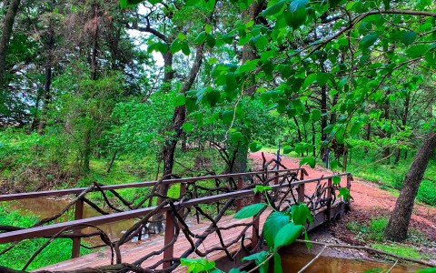 wooden bridge in the middle of the forest