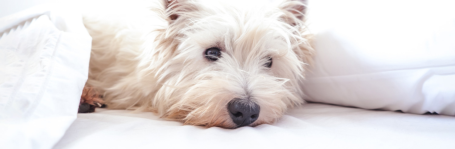 a small white dog laying on a hotel bed