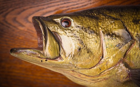 taxidermy fish on a plank