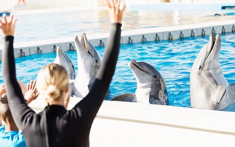 dolphins being trained by a trainer and kids waving