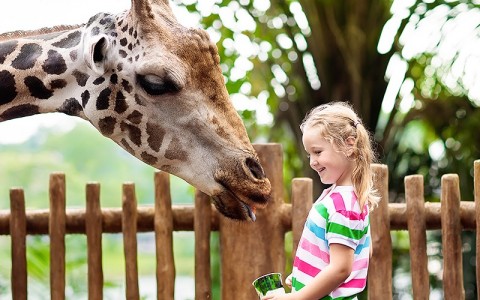 little girl interacting with a giraffe