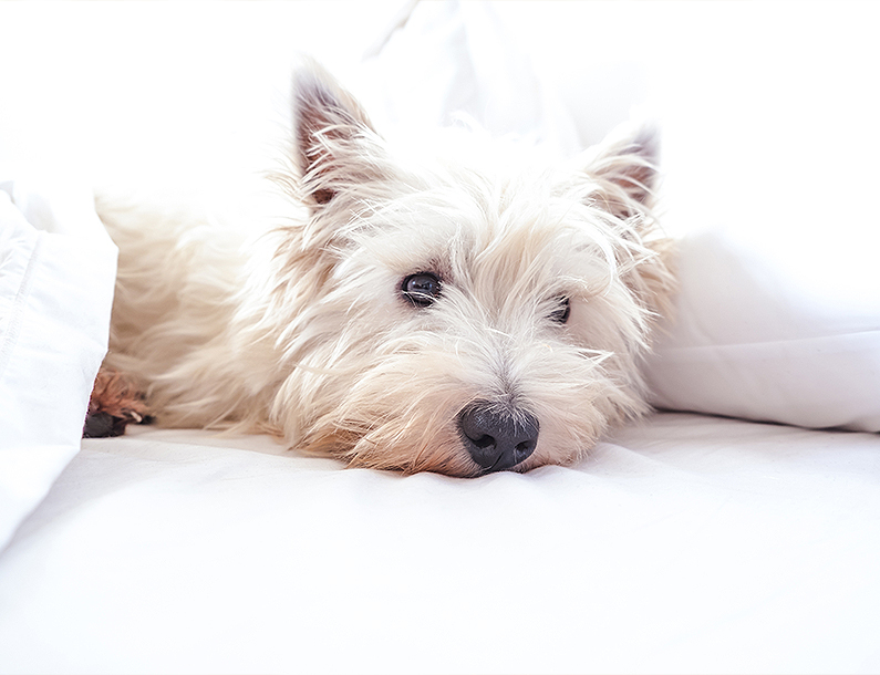 photo of a white dog