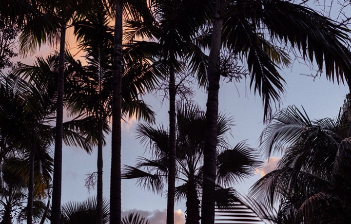 Palm tree silhouettes against sunset sky