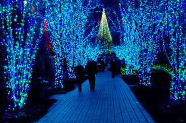 A couple on a walkway surrounded by Christmas tree lights at Garden Lights Holiday Nights