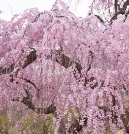 cherry blossom in brooklyn botanical garden 