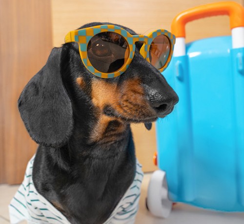 Bark & Stay