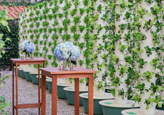 Outdoor teaching garden with wall of vines and two tables with blue flowers atop