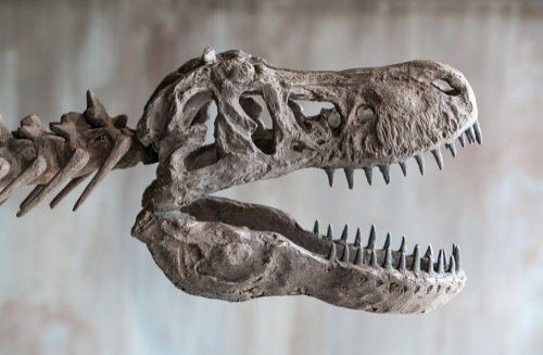 t rex dinosaur skull