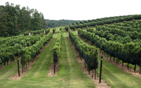 wine vineyards overlooking hills 