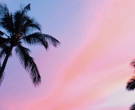 palm trees against a sun setting sky
