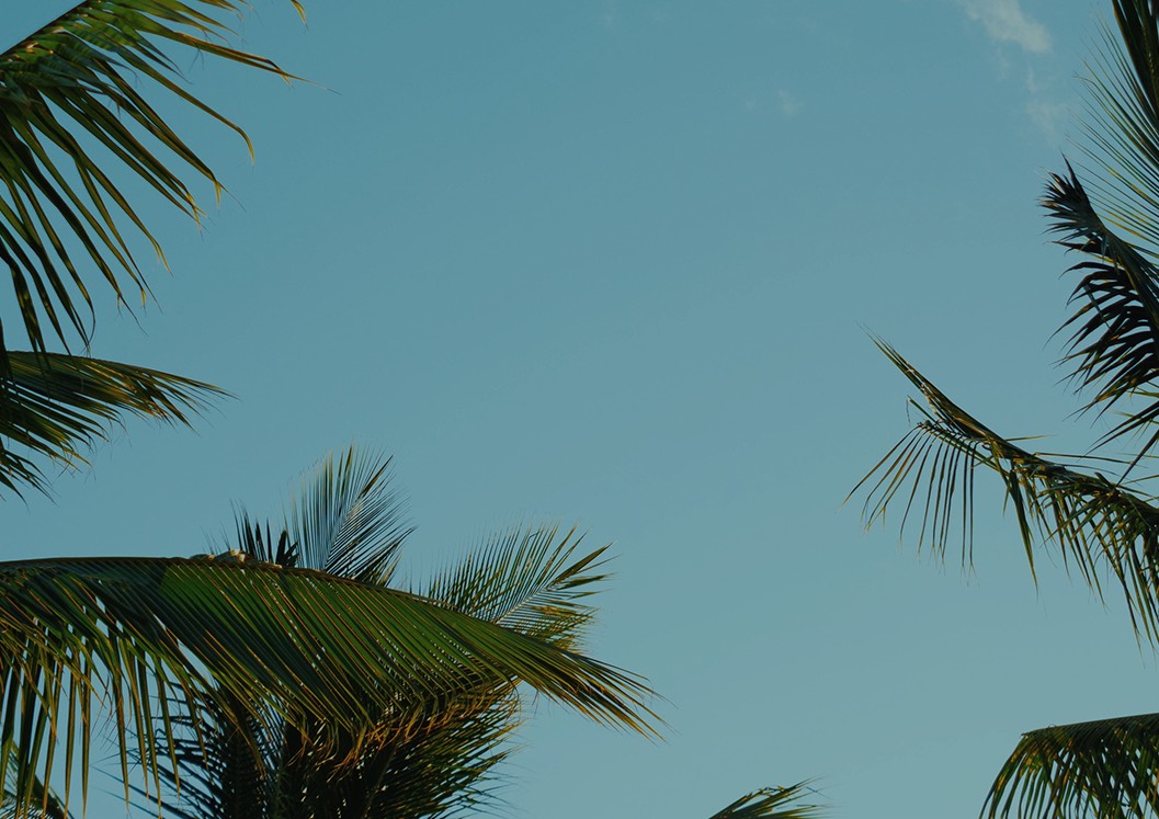 palm trees against the skyline