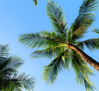 Shot of palm tree and sky