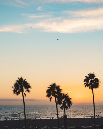 palm trees at sunset on beach in los angeles