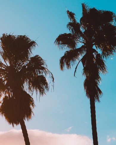 two palm trees in cotton candy sky