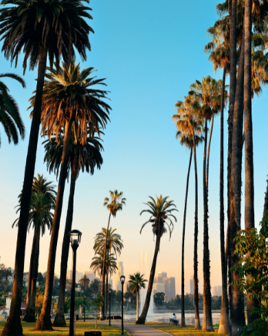 Los Angeles park with palm trees