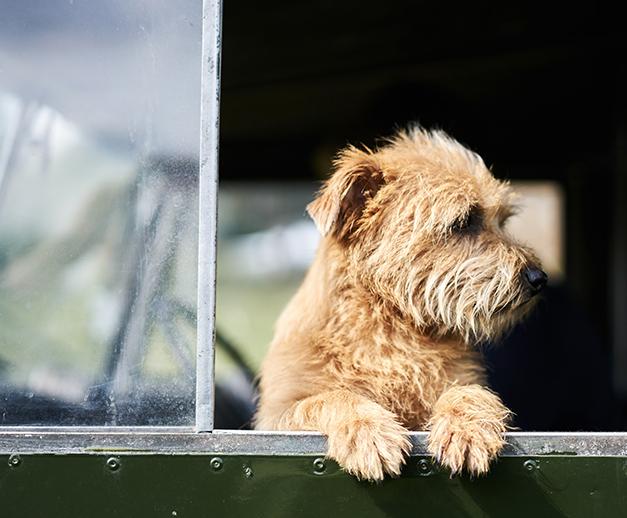 dog by a van window 