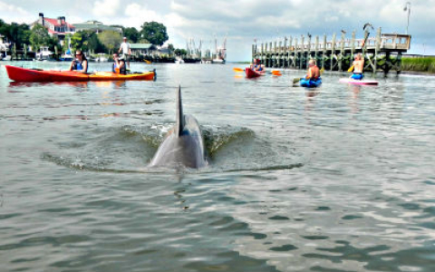Dolphin swimming through water surrounded by kayakers