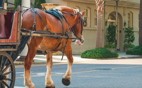 Horse pulling carriage