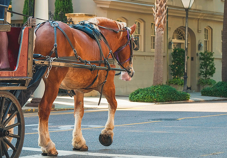 Horse pulling carriage