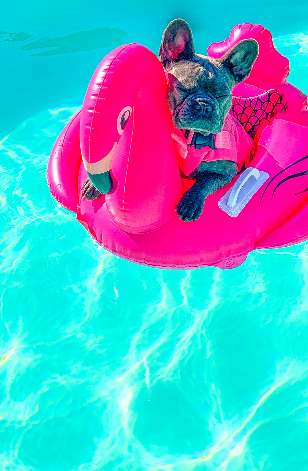 Pet Friendly Hotels West Hollywood Springboard Hospitality