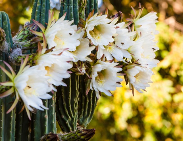 blooming cerius cactus