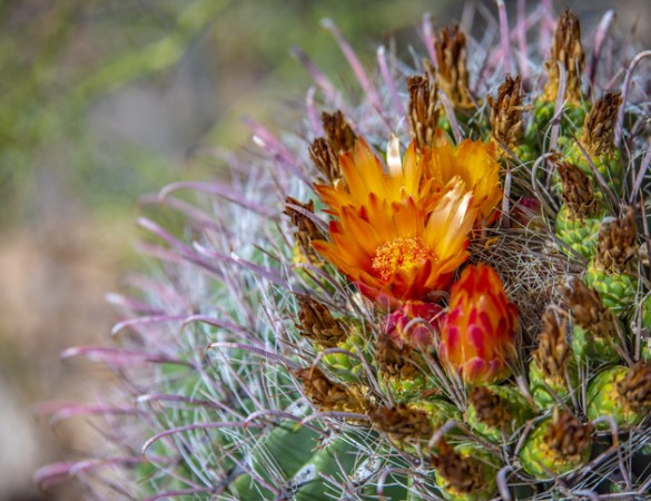 blooming saguaro cactus