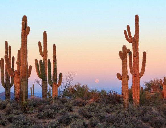 sonoran desert sunset