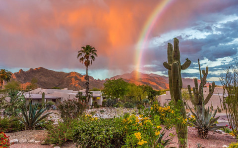 Cactus on sunset with rainbow