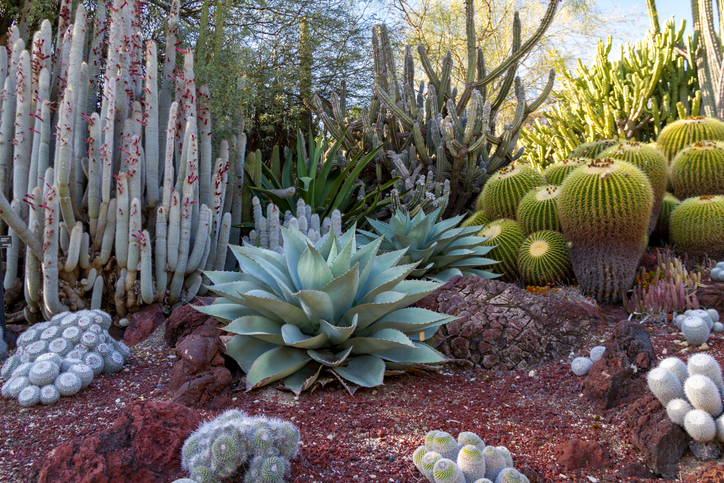 cactus garden
