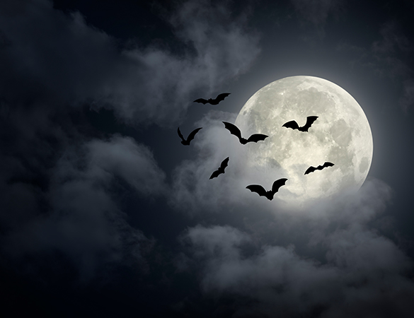 bats flying during a new moon 