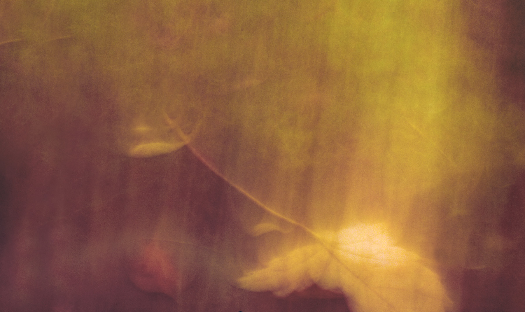 blurry image of a tree leaf