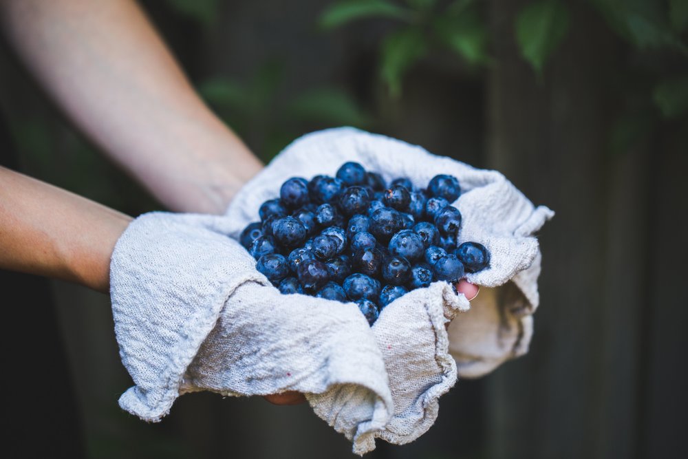 hands carrying tons of blueberries 