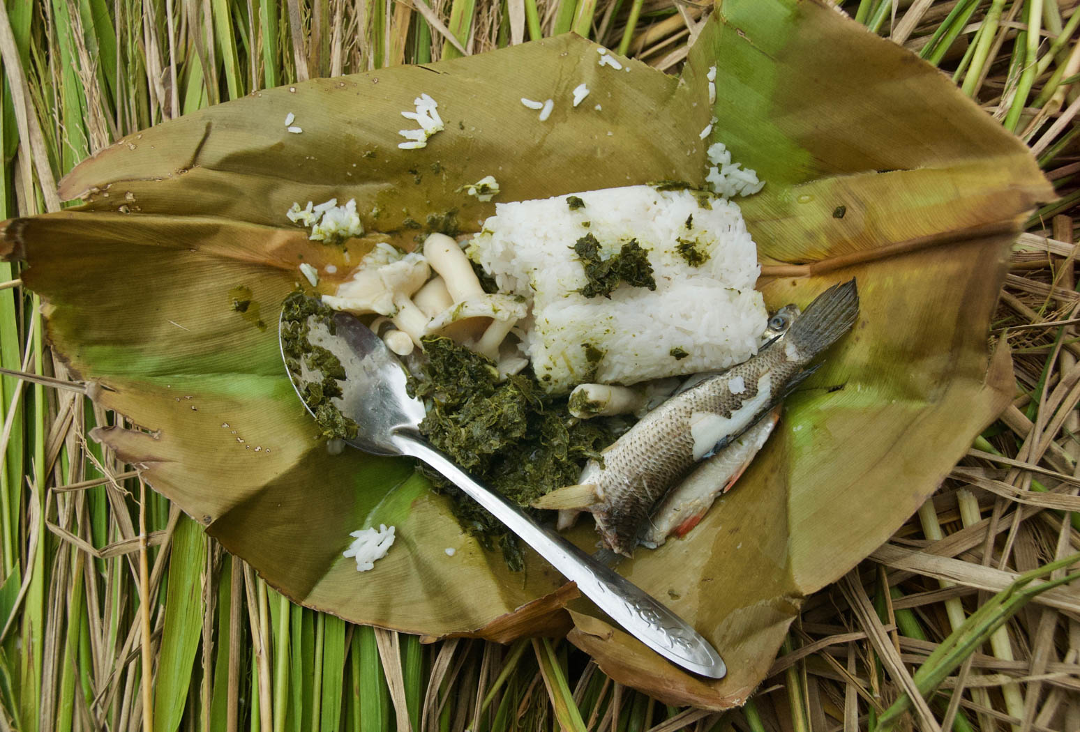 view of small fish, rice and some herbs with a spoon on the side 