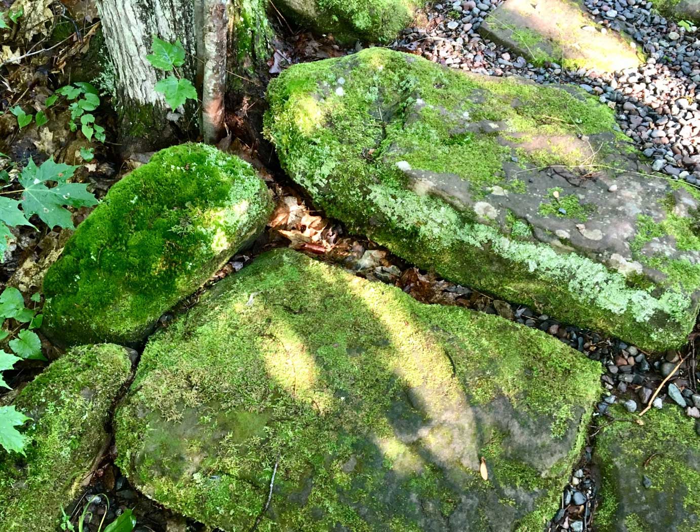 green grass rocks