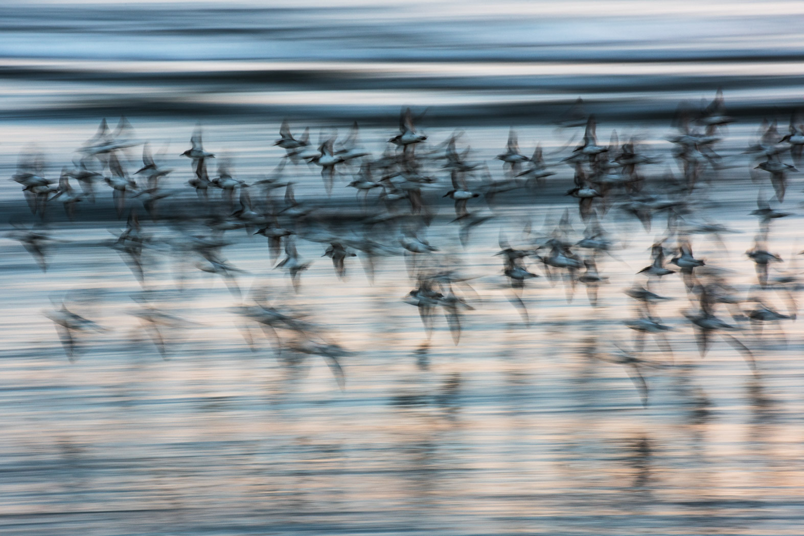 Picture of a bunch of birds flying above the ocean