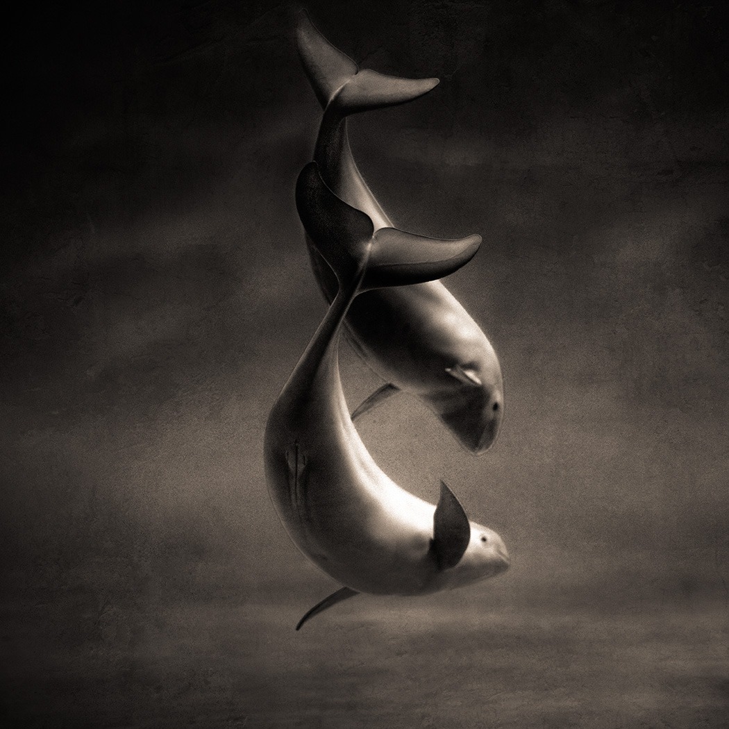 A black and white portrait of two dolphins