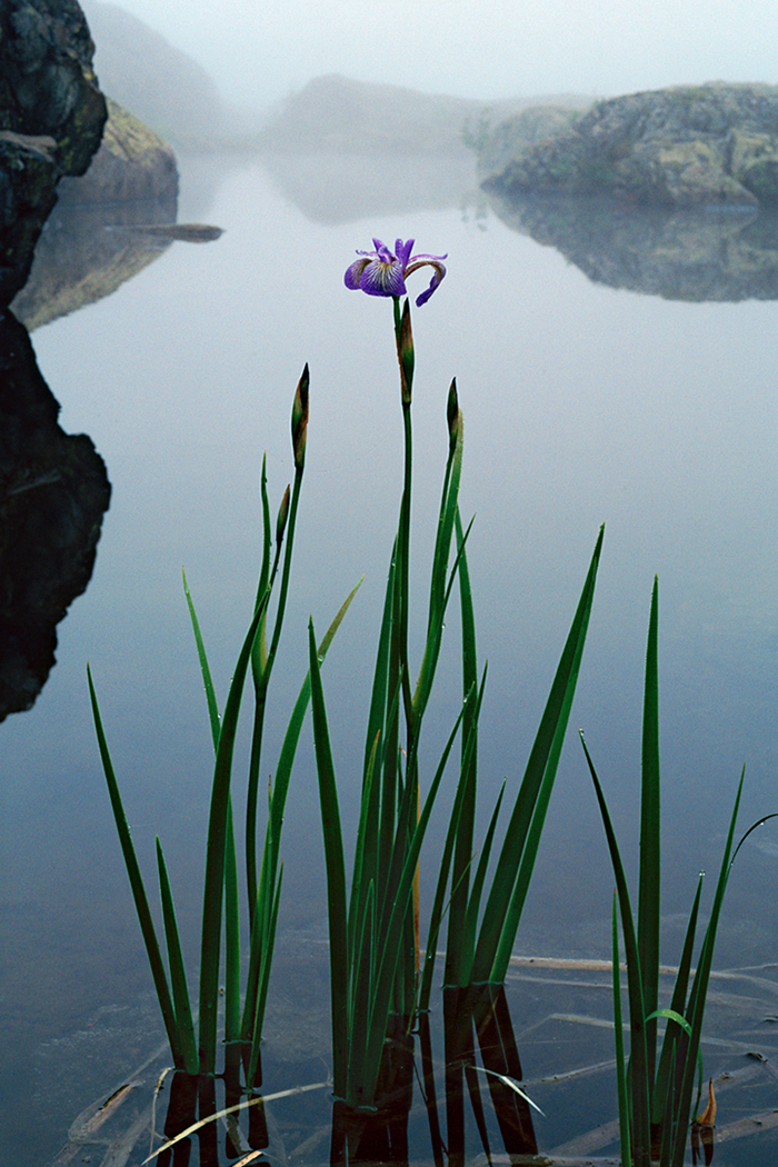 View of a purple water flower 