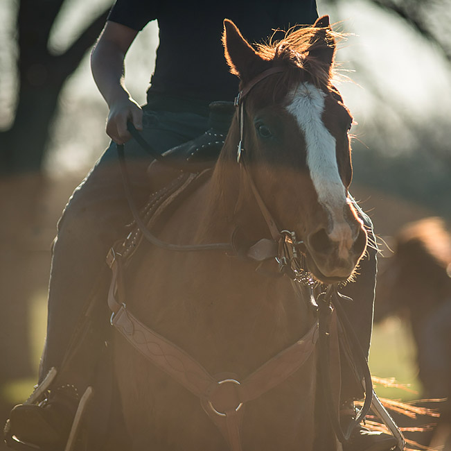 beautiful brown horse