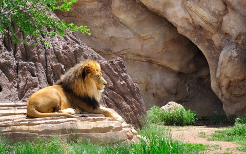 View of a wonderful lion resting at the zoo