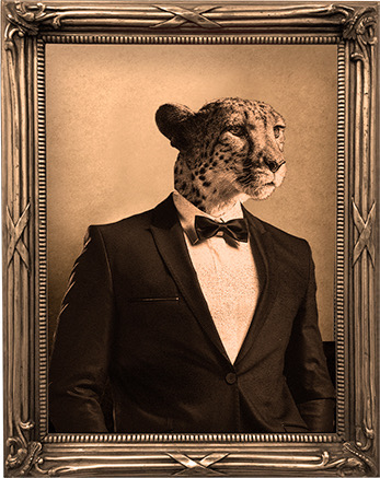Portrait of a sophisticated cheetah 