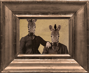 Portrait of two sophisticated zebras