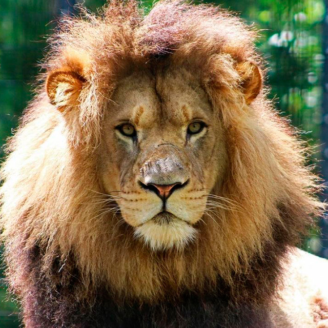 Closeup view of a grand lion
