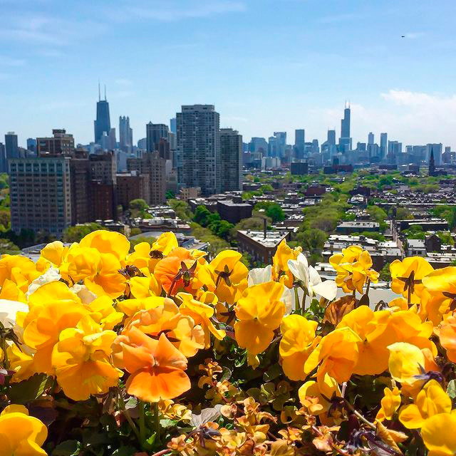 View of some yellow flowers and the Chicago City as a background 