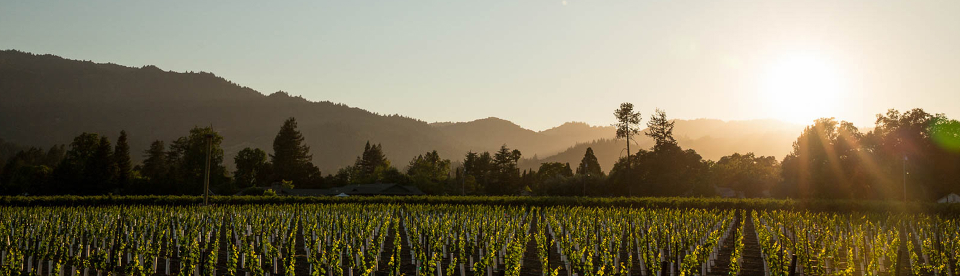 A beautiful vineyard at sunset